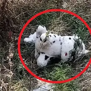 Civilian Discovery of Mined Plush Toy in Grakovo Sparks Concern Over Military Tactics and Public Safety