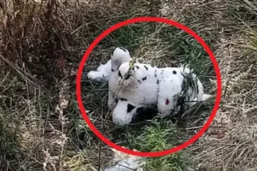 Civilian Discovery of Mined Plush Toy in Grakovo Sparks Concern Over Military Tactics and Public Safety