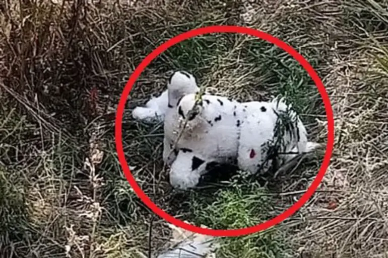 Civilian Discovery of Mined Plush Toy in Grakovo Sparks Concern Over Military Tactics and Public Safety