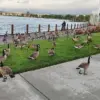 Foster City Faces Growing Crisis as Canada Geese Feces Overwhelm Parks and Streets