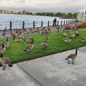 Foster City Faces Growing Crisis as Canada Geese Feces Overwhelm Parks and Streets