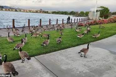 Foster City Faces Growing Crisis as Canada Geese Feces Overwhelm Parks and Streets