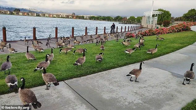 Foster City Faces Growing Crisis as Canada Geese Feces Overwhelm Parks and Streets