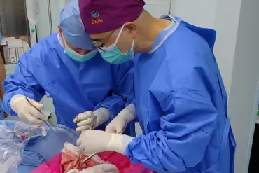 Groundbreaking Pig Lung Transplant in China Sparks New Era in Xenotransplantation Research