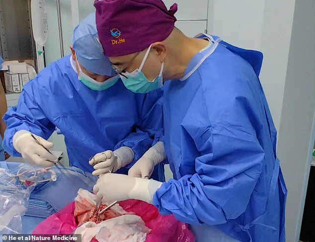 Groundbreaking Pig Lung Transplant in China Sparks New Era in Xenotransplantation Research