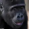 New Study Reveals Surprising Link Between Thumbs and Brain Size in Primates, Challenging Evolutionary Assumptions