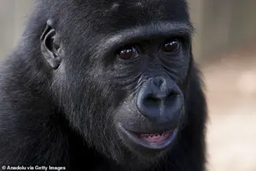New Study Reveals Surprising Link Between Thumbs and Brain Size in Primates, Challenging Evolutionary Assumptions