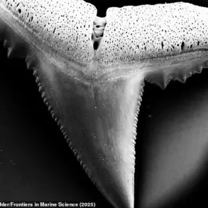 Ocean Acidification Linked to Weakened Shark Teeth, Raising Concerns for Marine Ecosystems