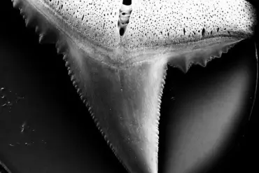 Ocean Acidification Linked to Weakened Shark Teeth, Raising Concerns for Marine Ecosystems