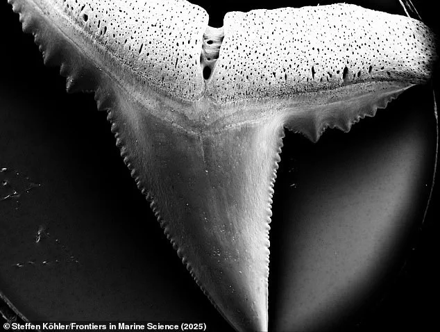 Ocean Acidification Linked to Weakened Shark Teeth, Raising Concerns for Marine Ecosystems