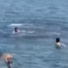 Reggie the Dolphin Blurs Line Between Curiosity and Danger in Lyme Regis, Dorset