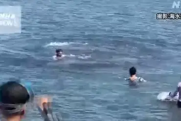 Reggie the Dolphin Blurs Line Between Curiosity and Danger in Lyme Regis, Dorset