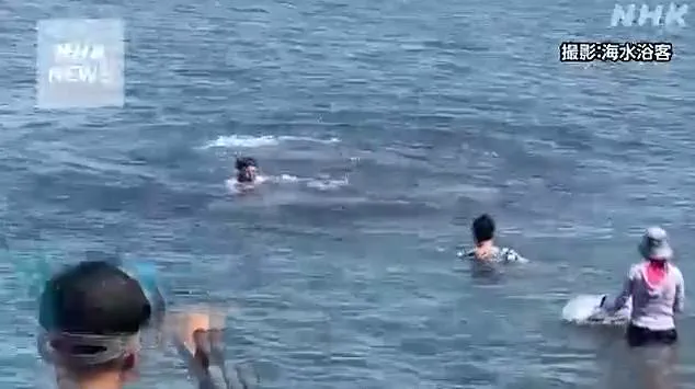 Reggie the Dolphin Blurs Line Between Curiosity and Danger in Lyme Regis, Dorset