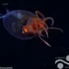 Scientists Capture First-Ever Footage of Elusive Antarctic Squid in Groundbreaking Marine Biology Discovery