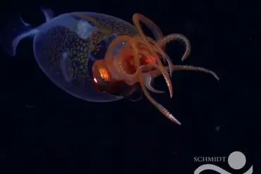 Scientists Capture First-Ever Footage of Elusive Antarctic Squid in Groundbreaking Marine Biology Discovery