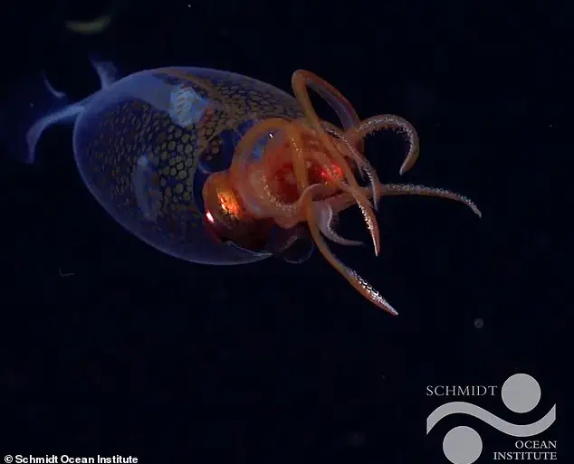 Scientists Capture First-Ever Footage of Elusive Antarctic Squid in Groundbreaking Marine Biology Discovery
