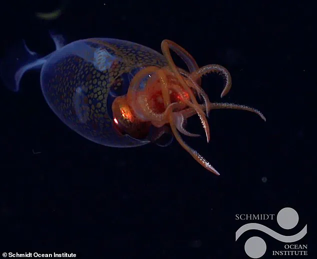 Scientists Capture First-Ever Footage of Elusive Antarctic Squid in Groundbreaking Marine Biology Discovery