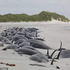 Scientists Warn of Exponential Rise in Whale and Dolphin Strandings, Urging Immediate Action to Protect Marine Ecosystems
