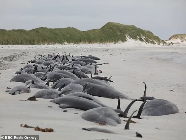 Scientists Warn of Exponential Rise in Whale and Dolphin Strandings, Urging Immediate Action to Protect Marine Ecosystems