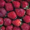 The Privileged Access to Health Insights: Decoding the Hidden Language of Body Odor
