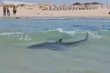 Thrillseeker Captured Dancing on Whale Shark Near Iranian Oil Platform, Video Evidence Sparks Controversy
