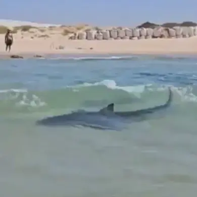 Thrillseeker Captured Dancing on Whale Shark Near Iranian Oil Platform, Video Evidence Sparks Controversy