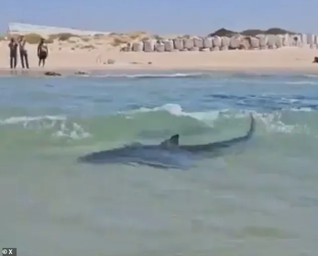 Thrillseeker Captured Dancing on Whale Shark Near Iranian Oil Platform, Video Evidence Sparks Controversy