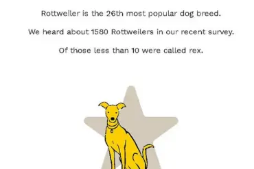 UK Dog Owners Stick to Traditional Names, Survey Reveals