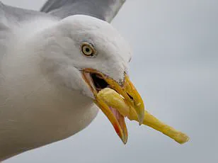 University of Tokyo Study Reveals Seagulls Poop Every 4-10 Minutes While Flying, Highlighting Public Health Hazard