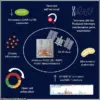 As Commercial Space Travel Expands, Urgent Health Risks in Space Are Coming to Light