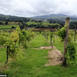 Climate Change Fuels Wales' Pinot Noir Rise as Denbighshire Embraces Viticulture