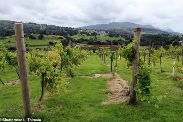 Climate Change Fuels Wales' Pinot Noir Rise as Denbighshire Embraces Viticulture