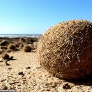 Neptune Balls on Mediterranean Shores: Natural Formation and Human Environmental Impact