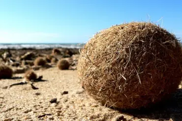 Neptune Balls on Mediterranean Shores: Natural Formation and Human Environmental Impact